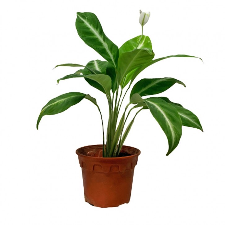 Spathiphyllum Silver Streak Peace Lily