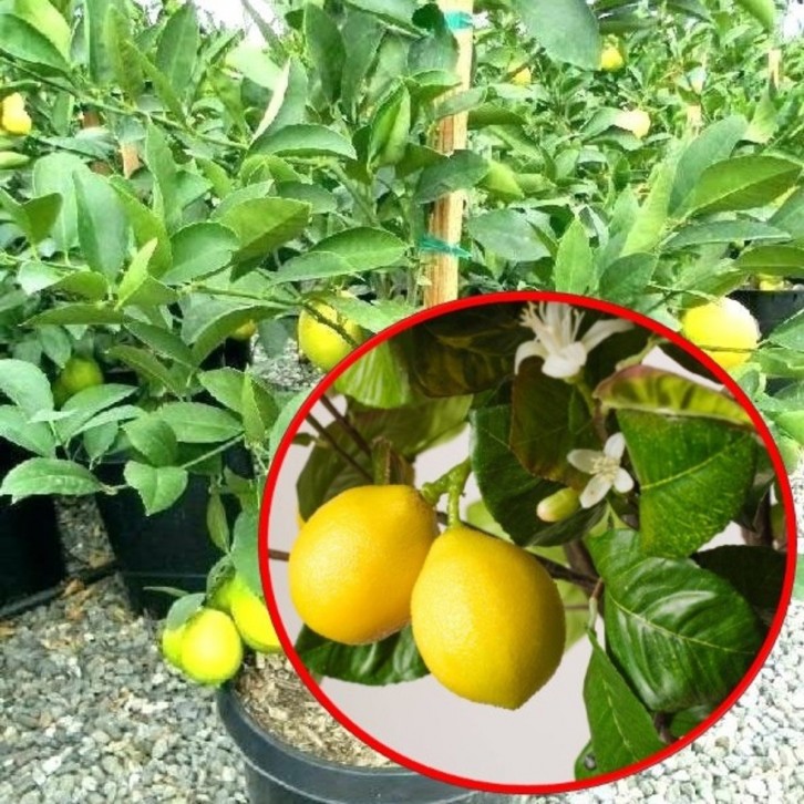 Lemon Grafted Citrus Limon