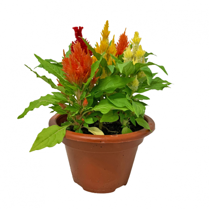 Multi Color Dwarf Celosia Plume 凤尾花