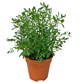 Common Rue 臭草 (Ruta Graveolens)