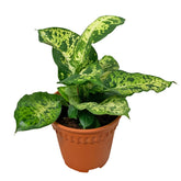 Dieffenbachia Compacta (Dumbcane)