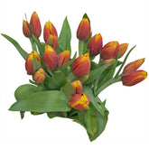 FreshCut Tulips