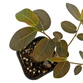 Phyllanthus Mirabilis