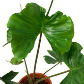 Alocasia Macrorrhizos 'Stingray'