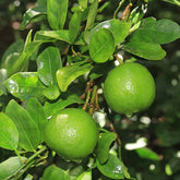 Key Lime 越南柠檬 (Citrus Aurantiifolia)