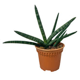Sansevieria Cylindrica Boncel (1660)