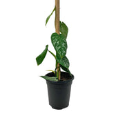 Philodendron Brandtianum