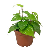 Betel Leaf 槟榔叶 (Daun Sirih) Piper Siriboa
