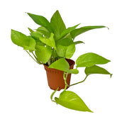 Epipremnum Golden (Money Plant)
