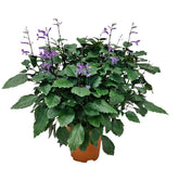 Ajuga (Bugleweed)