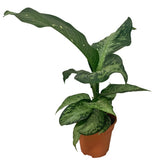 Dieffenbachia Americano (Dumbcane)