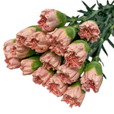 FreshCut Carnation