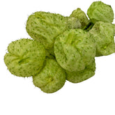 FreshCut Fruiticosa - Gomphocarpus Physocarpus (ISP)