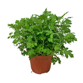 Mugwort 艾草 (Artemisia Vulgaris)