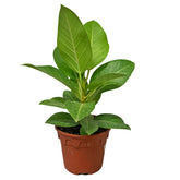 Ficus Altissima Golden