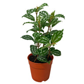 Pilea Cadierei (Pilea Cadierei )