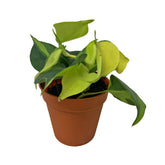 Philodendron Brasil