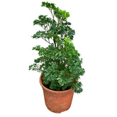 Polyscias Fruticosa (Ming Aralia)