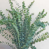 FreshCut Eucalyptus