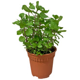 Australian Mint 薄荷 (Mentha Australis) Candy Floriculture