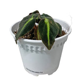 Begonia Listada