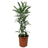 Ficus 'Amstel King' (Ficus Alii Tree)