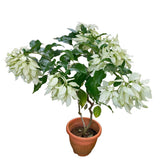 Mussaenda Philippica 'Snow Queen'