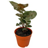 Syngonium Podophyllum 'Maria Allusion' (Arrowhead Plant)