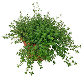 Thyme 百里香 (Thymus Vulgaris)