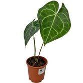 Anthurium Clarinervium (HOLLAND)