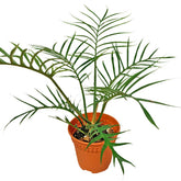 Philodendron Tortum