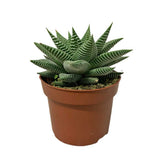 Haworthia fasciata 'Limifolia Spider White' Candy Floriculture