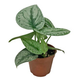 Scindapsus Pictus (Satin Pothos)