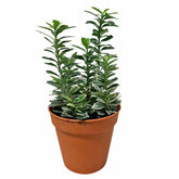 Euonymus Fortunei Wintercreeper