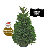 (Without Stand) 10-11ft PREMIUM NOBLE FIR Live Christmas Tree