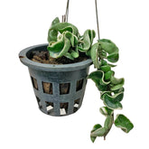 Hoya Compacta (Hindu Rope)