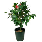 Camellia 山茶花