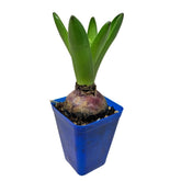 Mini Hyacinthus 风信子花 Candy Floriculture