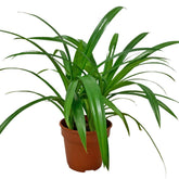 Pandan Leaves 香兰叶 (Pandanus Amaryllifolius)