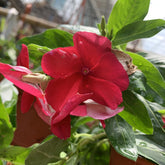 Petunia