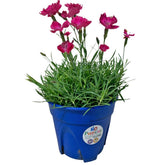 Dianthus