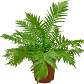Blechnum Gibbum (Dwarf Tree Fern)