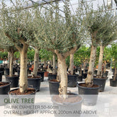 Mature Olive Tree (Olea Europaea)