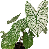 Caladium White Christmas