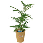 Everfresh Tree エバーフレッシュ (Pithecellobium Confertum) JAPAN