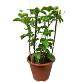 Passiflora edulis (Passion Fruit)