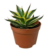 Agave Americana 'Marginata'