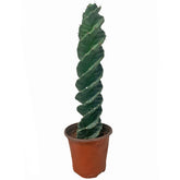 Cereus Forbesii cv. Spiralis (Twisted Cactus)