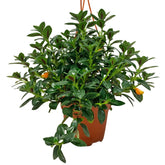 Nematanthus (Goldfish Plant)