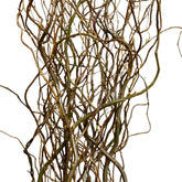 FreshCut Curly Willow (Salix Matsudana)